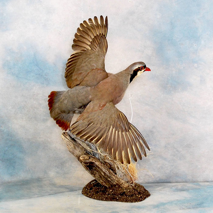 Chukar Reno Nevada bird taxidermy