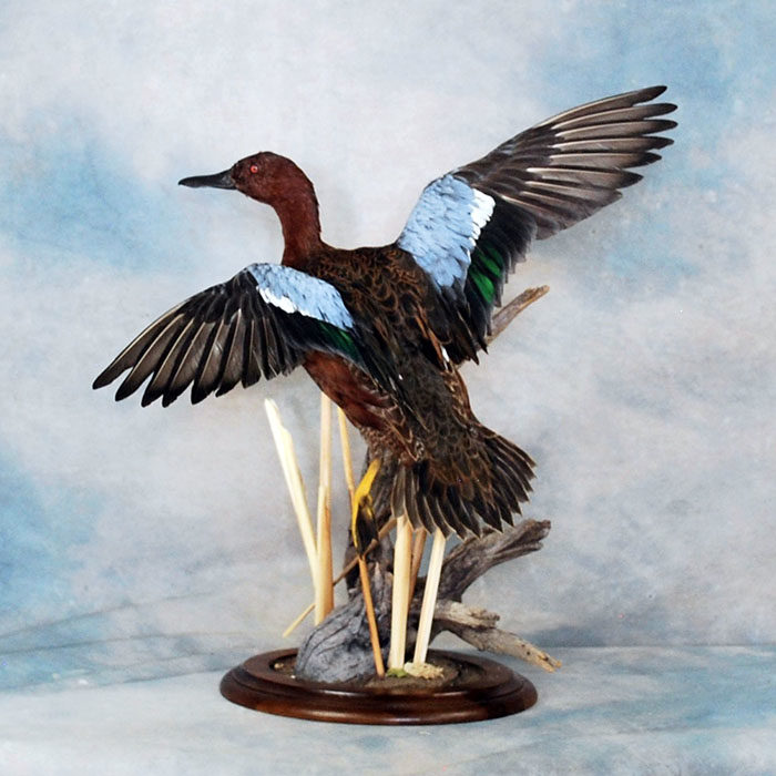 Cinnamon Teal Reno Nevada bird taxidermy