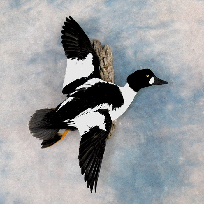 Common Goldeneye Reno Nevada bird taxidermy