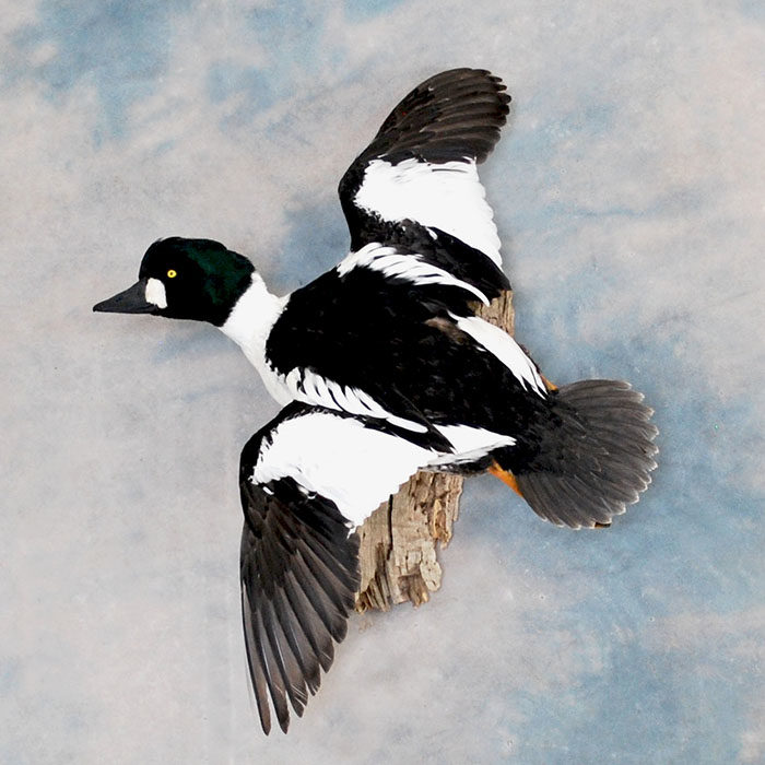 Common Goldeneye Reno Nevada bird taxidermy