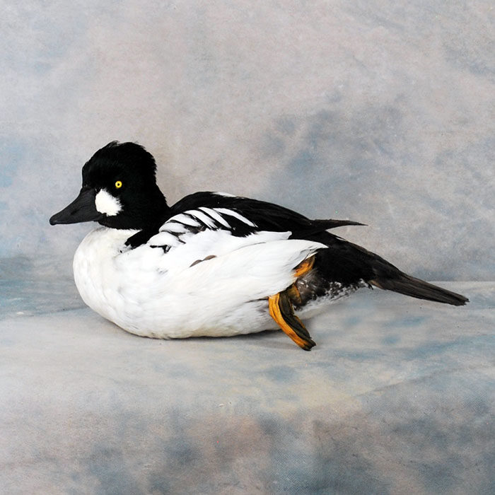 Common Goldeneye Reno Nevada bird taxidermy