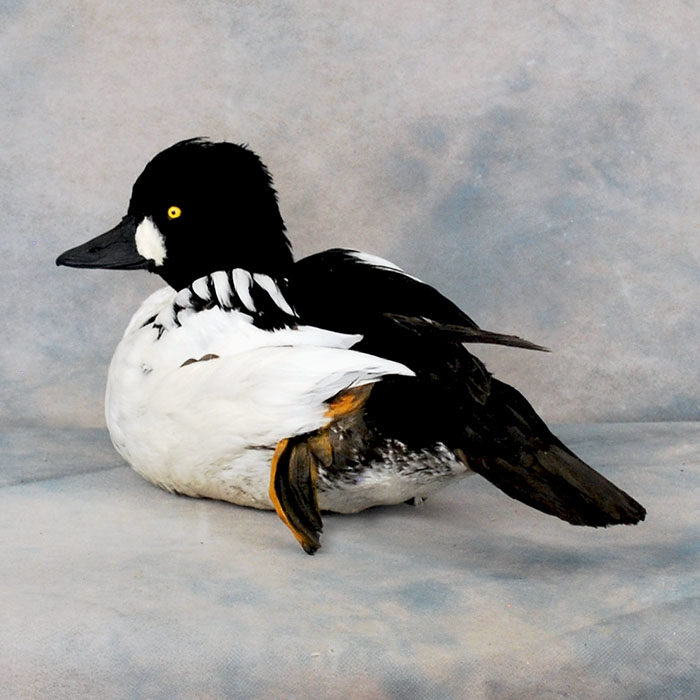 Common Goldeneye Reno Nevada bird taxidermy