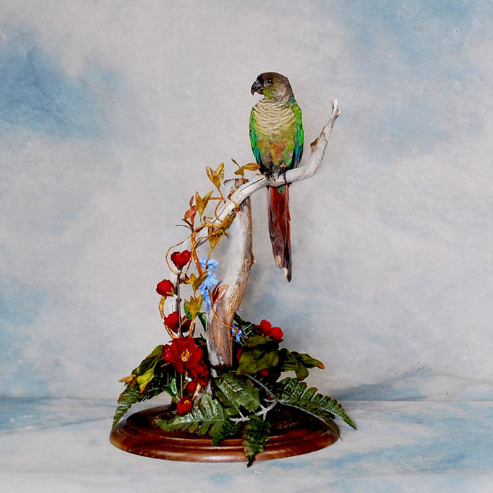 Conure Parrot Reno Nevada bird taxidermy