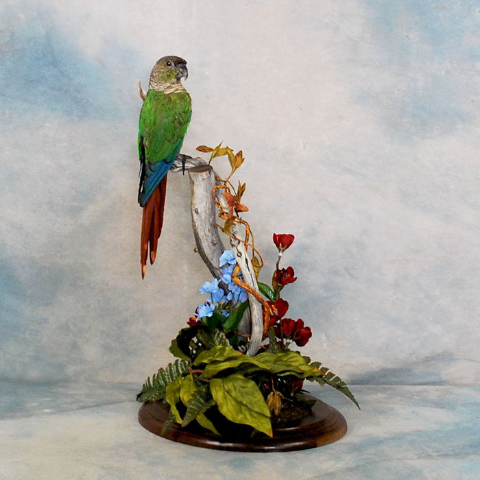 Conure Parrot Reno Nevada bird taxidermy