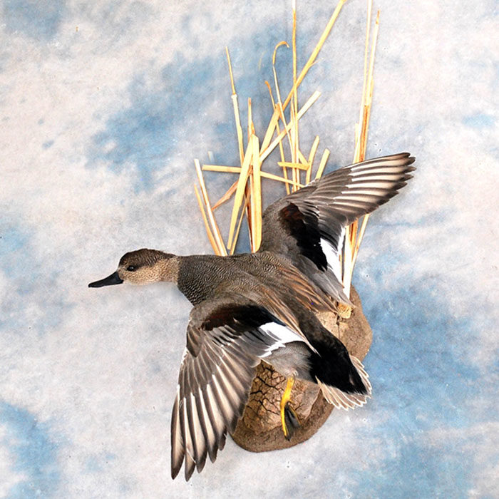 Gadwall Reno Nevada bird taxidermy