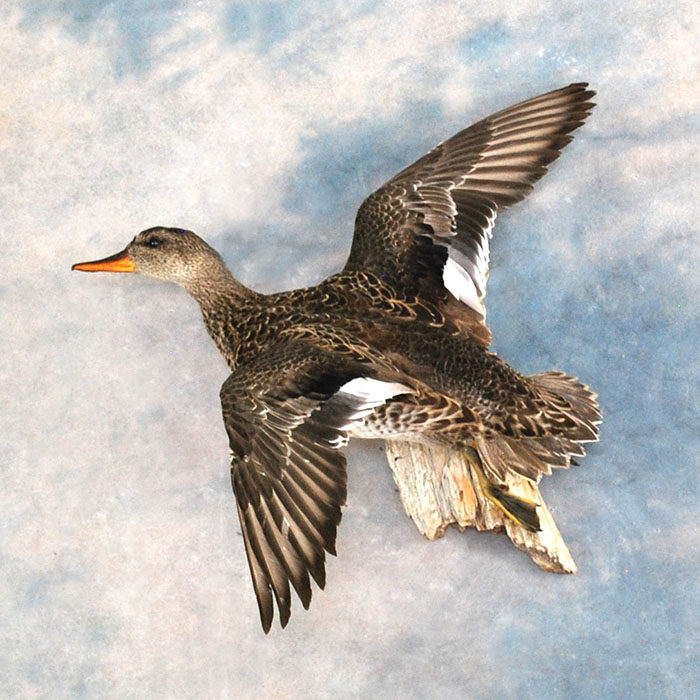 Gadwall Nevada Reno bird taxidermy