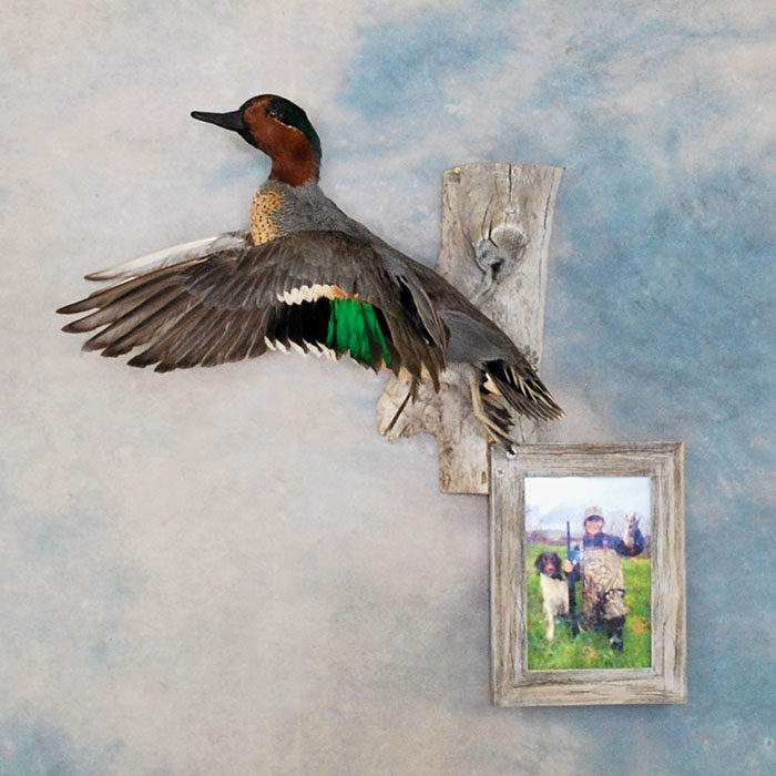 Green-Wing Teal Reno Nevada bird taxidermy