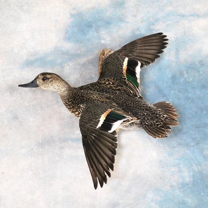 Green-Wing Teal Reno Nevada bird taxidermy