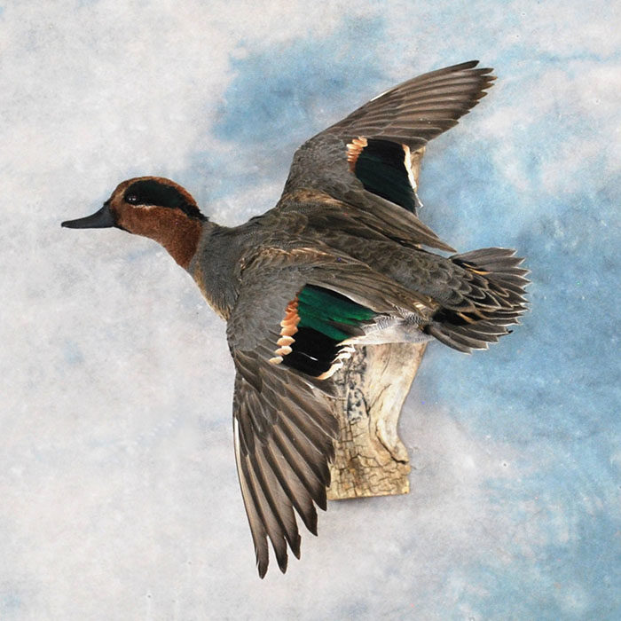 Green-Wing Teal Reno Nevada bird taxidermy