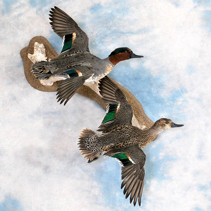 Green-Wing Teal Reno Nevada bird taxidermy