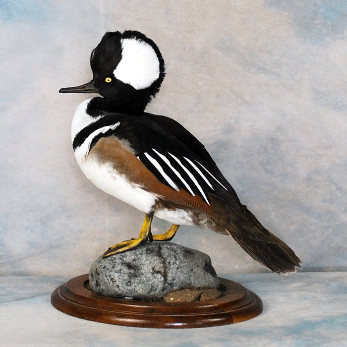 Hooded Merganser Reno Nevada bird taxidermy