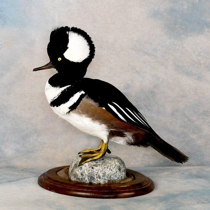 Hooded Merganser Reno Nevada bird taxidermy