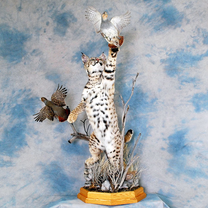 Hungarian Partridge Reno Nevada bird taxidermy