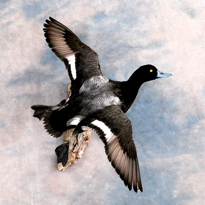 Lesser Scaup Reno Nevada bird taxidermy