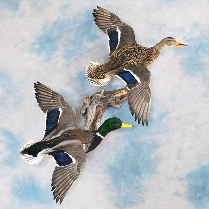 Mallard Reno Nevada bird taxidermy