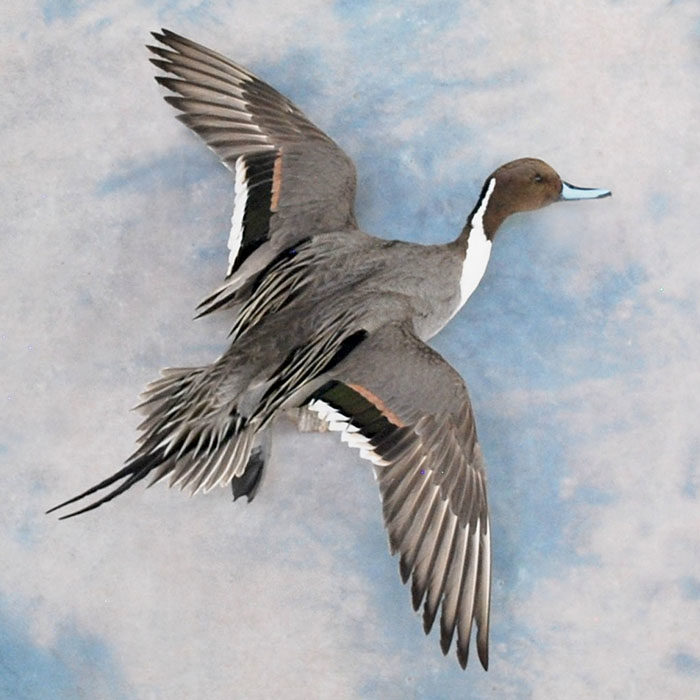 Northern Pintail Reno Nevada bird taxidermy