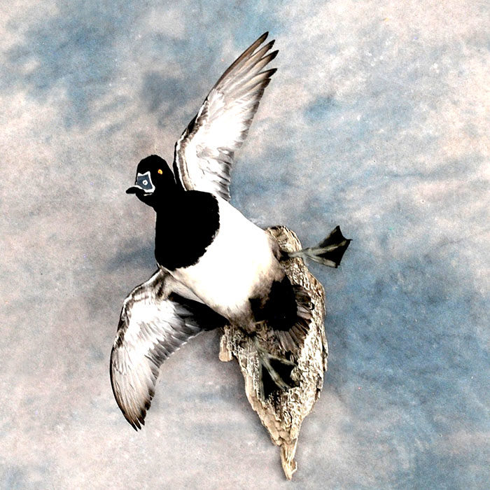 Ringneck Reno Nevada bird taxidermy