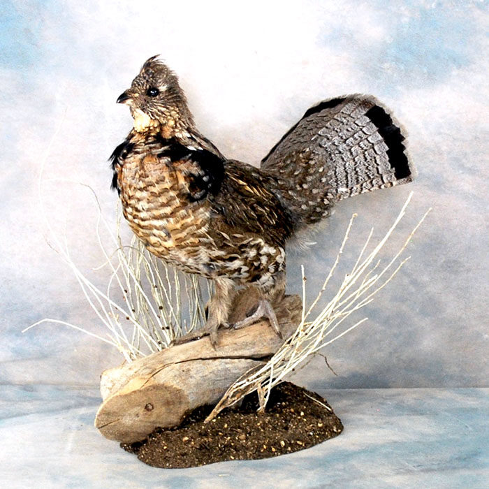 Ruffed Grouse Reno Nevada bird taxidermy