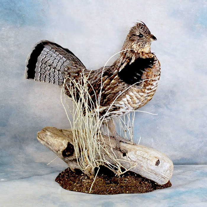 Ruffed Grouse Reno Nevada bird taxidermy