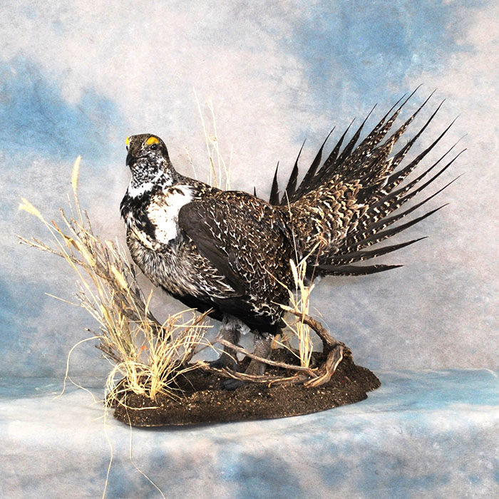 Sage Grouse Reno Nevada bird taxidermy