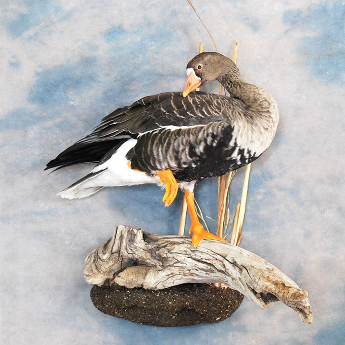 White-Fronted Goose Reno Nevada bird taxidermy