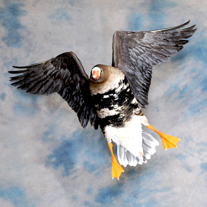 White-Fronted Goose Reno Nevada bird taxidermy