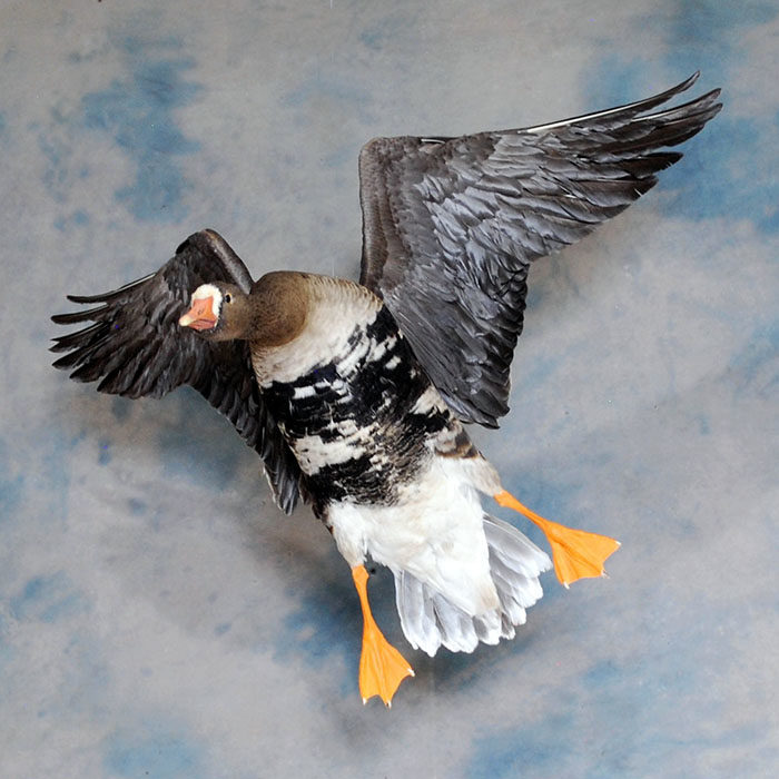 White-Fronted Goose Reno Nevada bird taxidermy