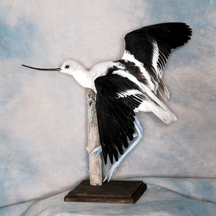 American Avocet Reno Nevada bird taxidermy