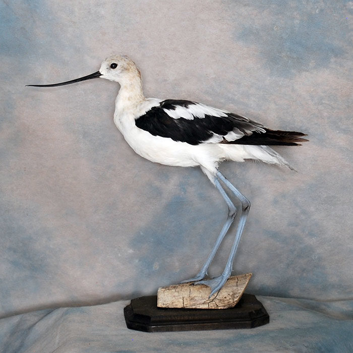 American Avocet Reno Nevada bird taxidermy