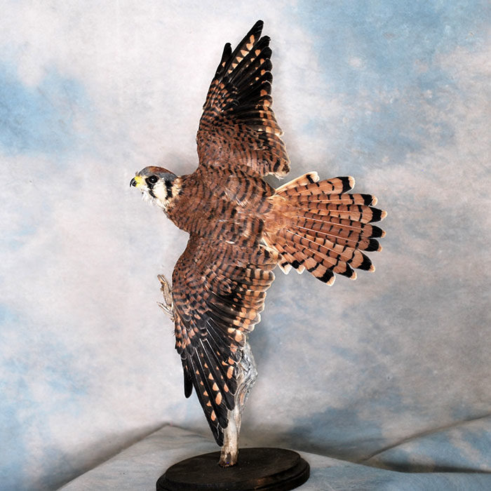 American Kestrel Reno Nevada bird taxidermy