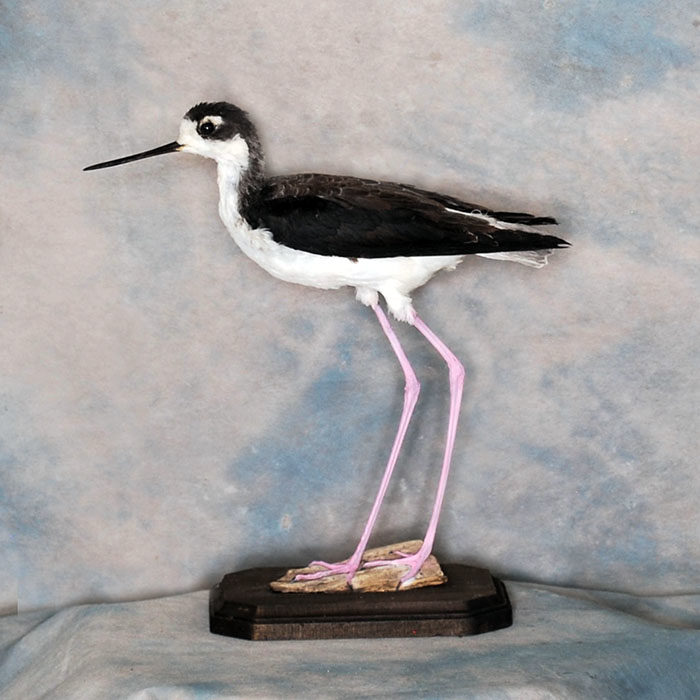 Black-Necked Stilt Reno Nevada bird taxidermy