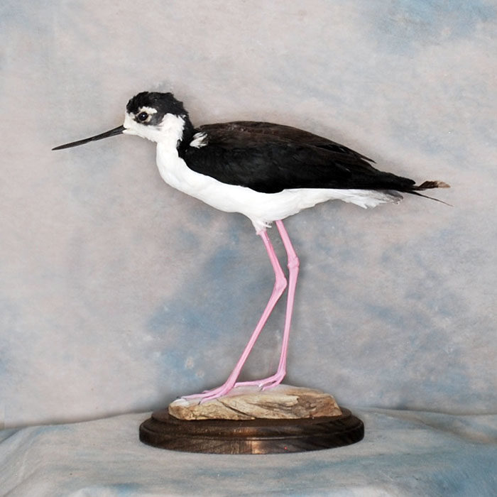 Black-Necked Stilt Reno Nevada bird taxidermy