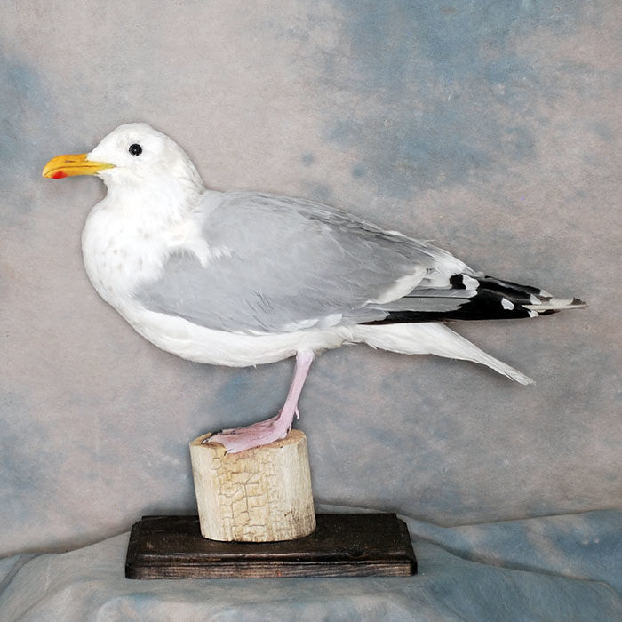 Herring Gull juvenile Reno Nevada bird taxidermy