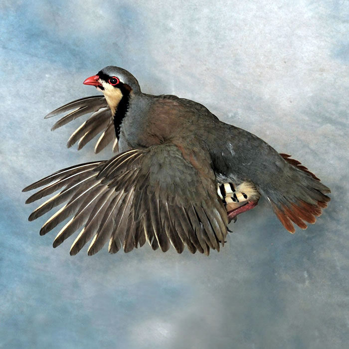 Chukar Reno Nevada bird taxidermy