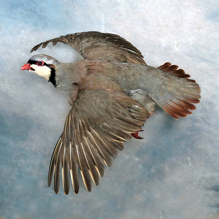 Chukar Reno Nevada bird taxidermy