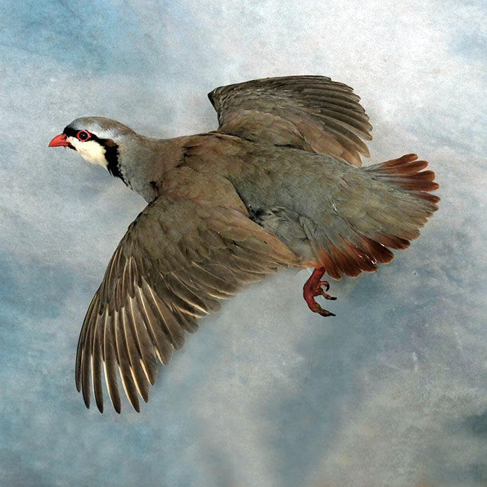 Chukar Reno Nevada bird taxidermy