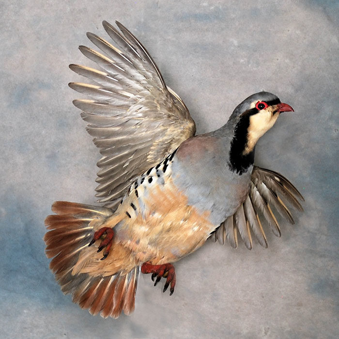 Chukar Reno Nevada bird taxidermy