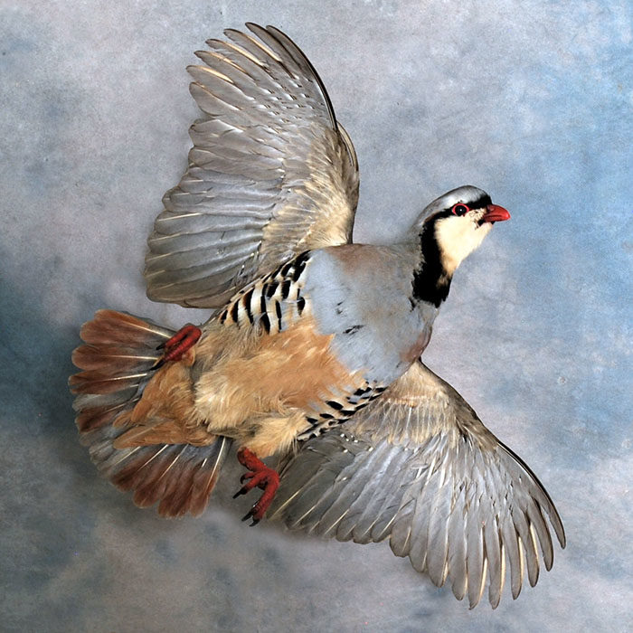 Chukar Reno Nevada bird taxidermy