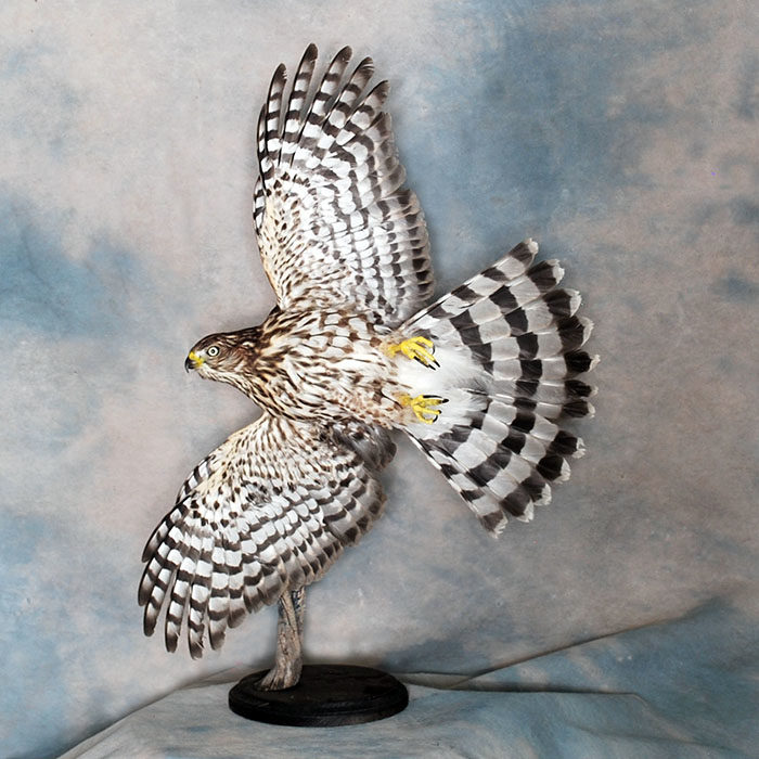 Coopers hawk Reno Nevada bird taxidermy