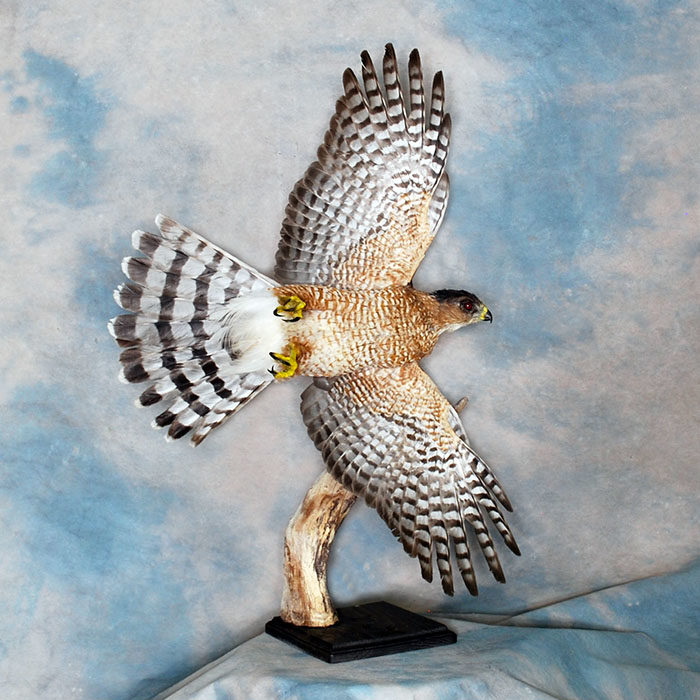 Coopers hawk Reno Nevada bird taxidermy