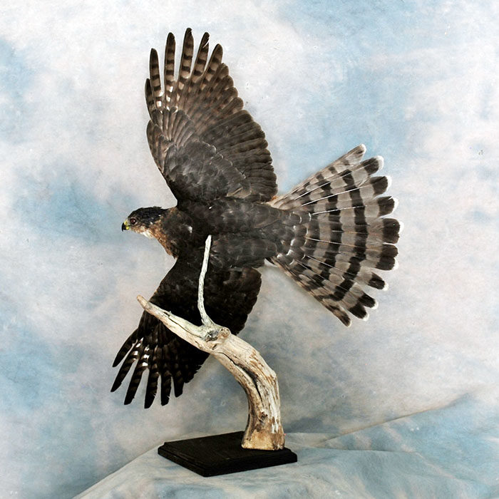 Coopers hawk Reno Nevada bird taxidermy