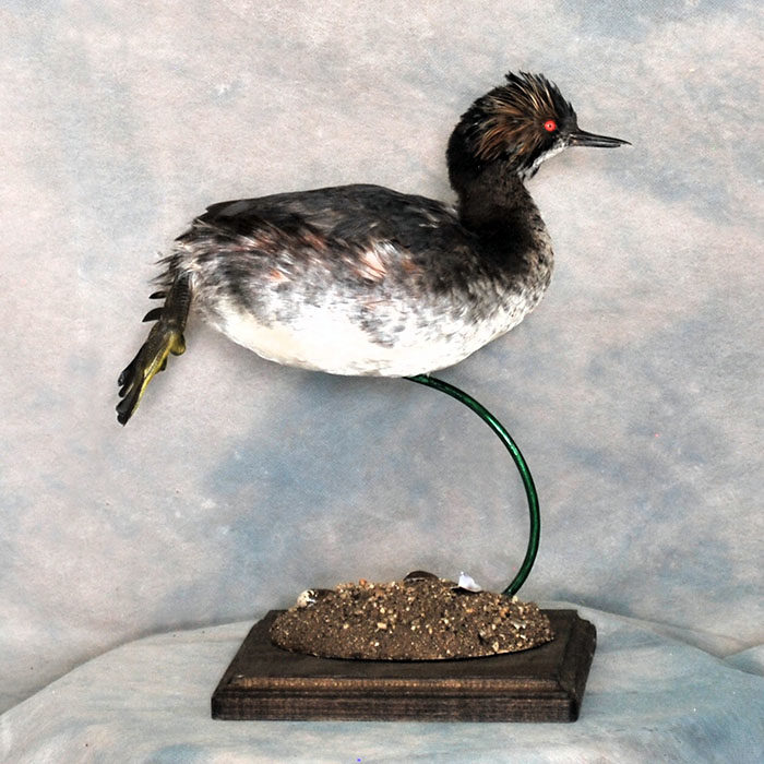 Eared Grebe Reno Nevada bird taxidermy