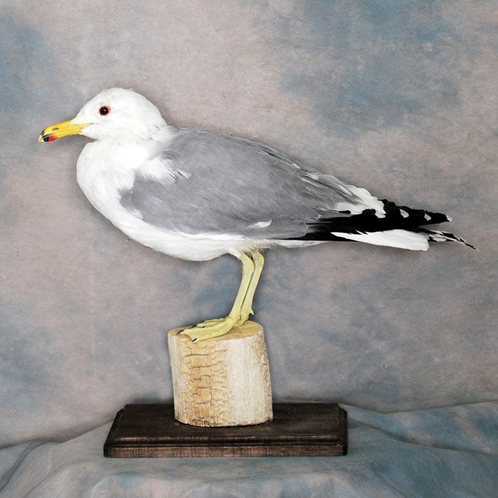 California Gull Reno Nevada bird taxidermy