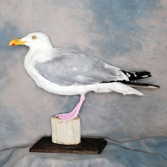 Herring Gull Reno Nevada bird taxidermy