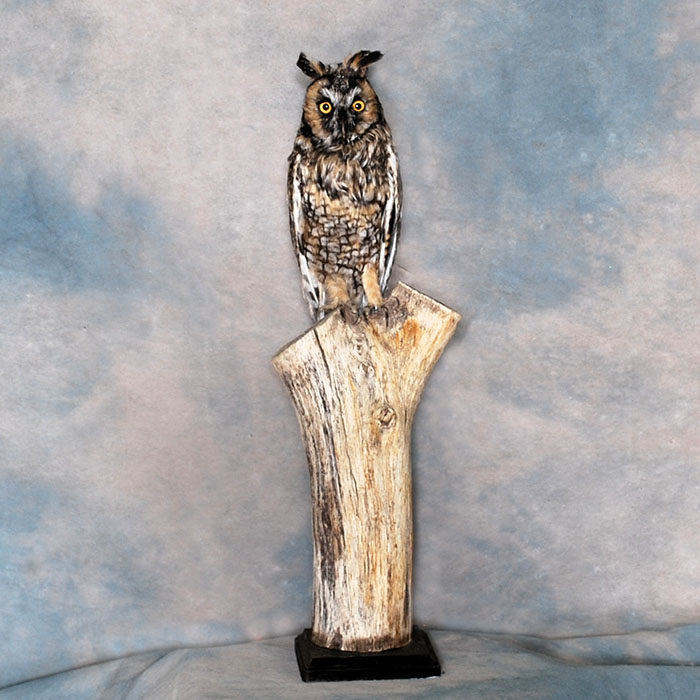 Long Eared Owl Reno Nevada bird taxidermy