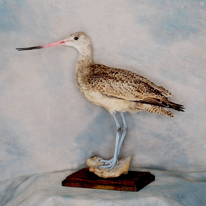 Marbled Godwit Reno Nevada bird taxidermy