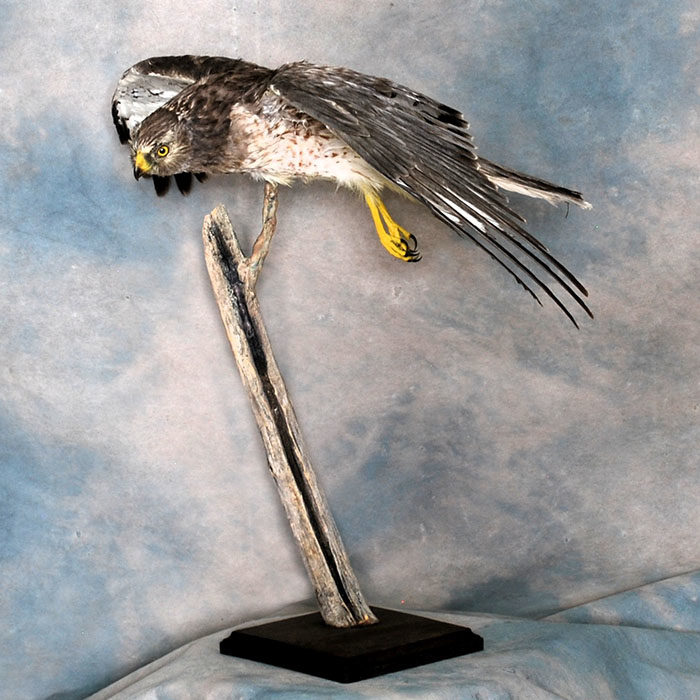 Northern Harrier Reno Nevada bird taxidermy