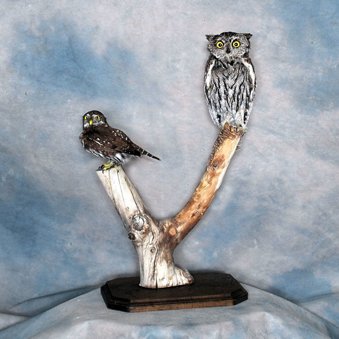 Northern Pygmy Owl & Screech Owl Reno Nevada bird taxidermy