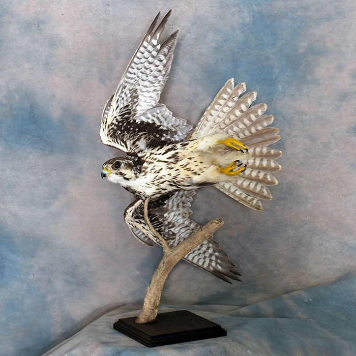 Prairie Falcon Reno Nevada bird taxidermy