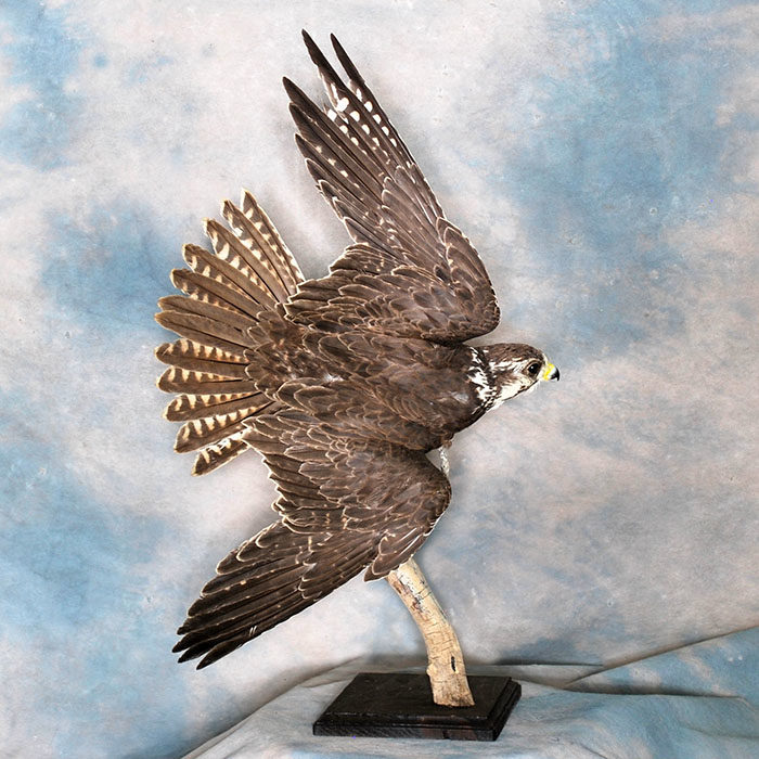 Prairie Falcon Reno Nevada bird taxidermy